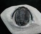 Inch Cornuproetus Trilobite #4084-3